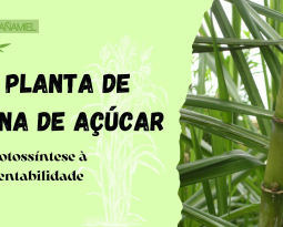 Explorando as Maravilhas da Planta de Cana de Açúcar: Da Fotossíntese à Sustentabilidade