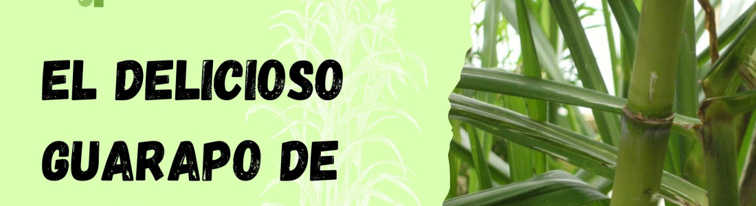 Descubriendo el Delicioso Guarapo de Caña