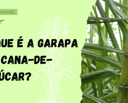 O que é a Garapa de Cana-de-Açúcar?