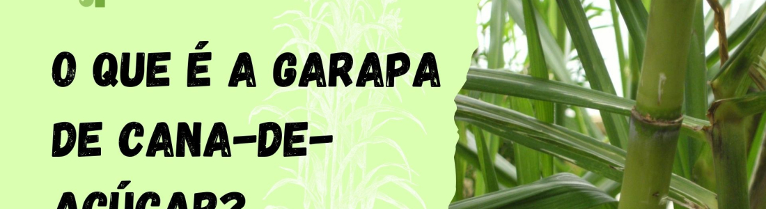 O que é a Garapa de Cana-de-Açúcar?