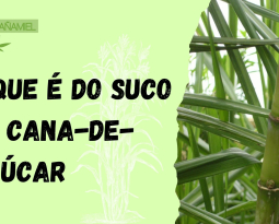 O Delicioso e Nutritivo Suco de Cana-de-Açúcar