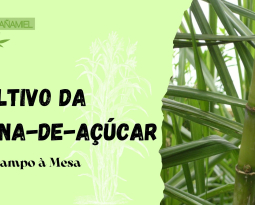 Cultivo da Cana-de-Açúcar: Do Campo à Mesa